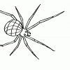 Spinne Ausmalbilder | Ausmalen, Ausmalbilder, Ausmalbilder verwandt mit Ausmalbild Spinne
