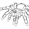 Spinne Ausmalbilder (Mit Bildern) | Löwen Malvorlagen in Spinnen Ausmalbilder Zum Ausdrucken