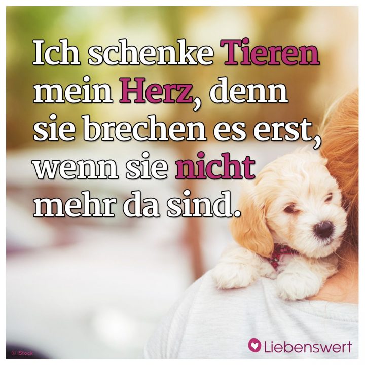 Sprüche Für Tierliebhaber (Mit Bildern) | Sprüche Tierliebe über Tiere Sind Die Besten Freunde Sprüche