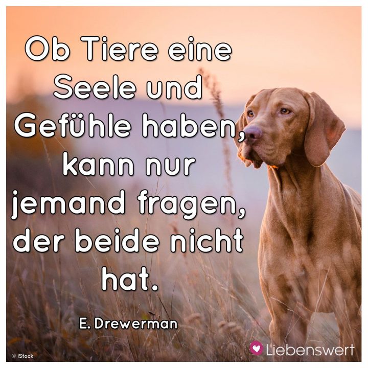 Sprüche Für Tierliebhaber (Mit Bildern) Zitate Tiere über Tiere Sind