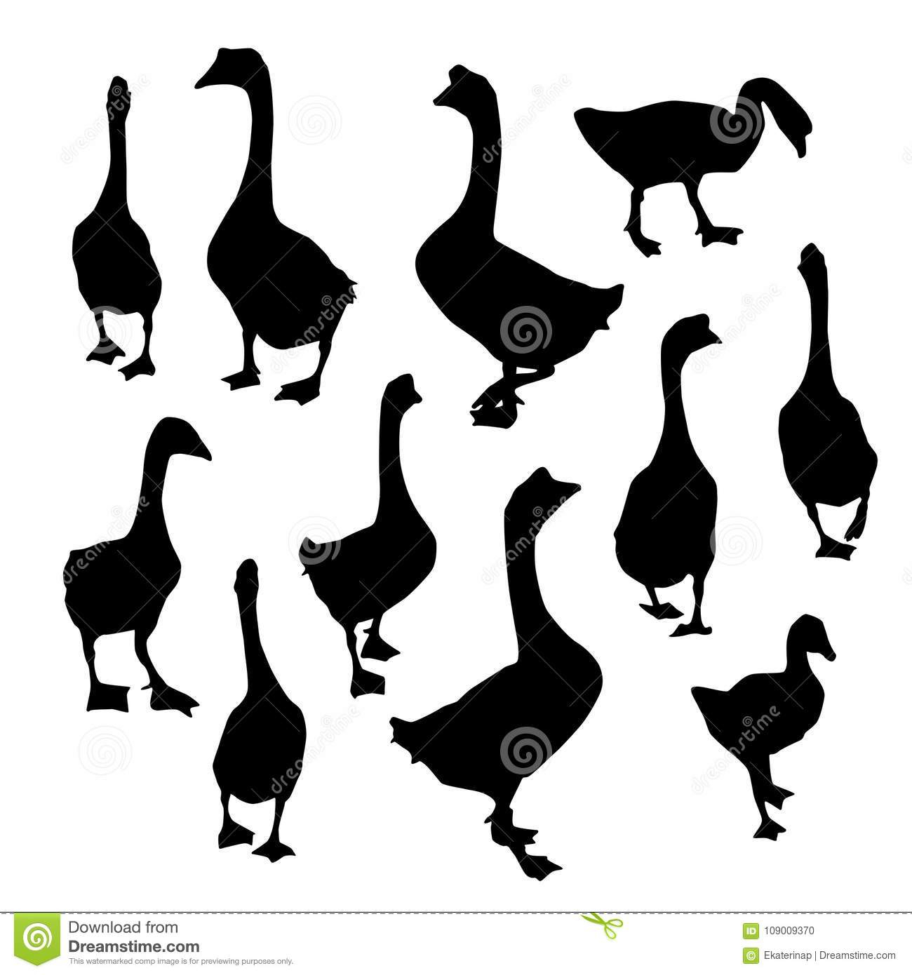 Stellen Sie Gänse, Gansschattenbild Der Schwarzen Ente Auf bestimmt für Gänse Bilder Kostenlos