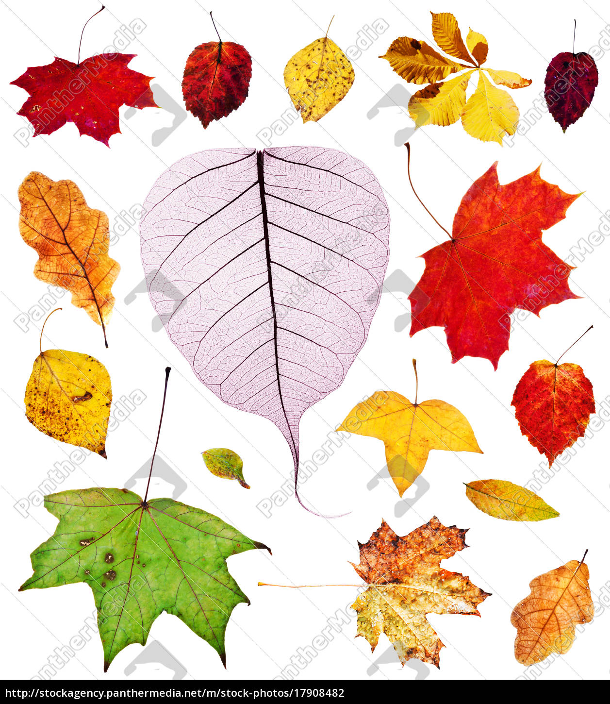 Stockfoto 17908482 - Set Aus Bunten Blätter Im Herbst Isoliert bei Warum Werden Blätter Im Herbst Bunt