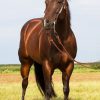 Süße Pferde Bilder Für Whatsapp | Bilder Und Sprüche Für bei Süße Pferde Bilder