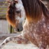 Süße Pferde Bilder Kostenlos Downloaden | Bilder Und Sprüche verwandt mit Süße Pferde Bilder