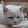 Symptome Von Schmerz Bei Katzen - Katzenverhaltensberatung über Was Bedeutet Es Wenn Eine Katze Schnurrt