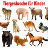 Tiergeräusche Für Kinder | 30 Tiere Lernen Für Kleinkinder für Tiere Für Kleinkinder