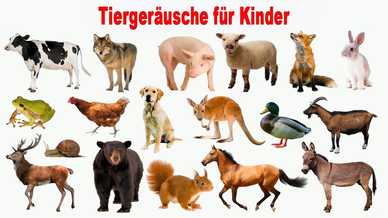 Tiergeräusche Für Kinder | 30 Tiere Lernen Für Kleinkinder für Tiere Für Kleinkinder