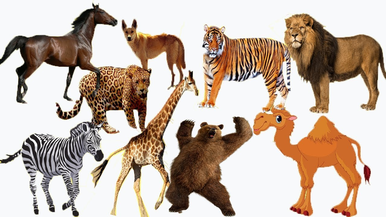 Tiergeräusche Für Kinder (Wilde Tiere) Tiere Lernen Für bestimmt für Tiere Für Kleinkinder