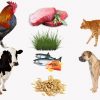 Tiergeräusche Für Kleinkinder Deutsch | Tiere Lernen Für Kleinkinder |  Bauernhof Tiere Lernen ganzes Tiere Für Kleinkinder