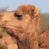 Tierwelt Live | Kamele bei Wie Lange Können Kamele Ohne Wasser Auskommen