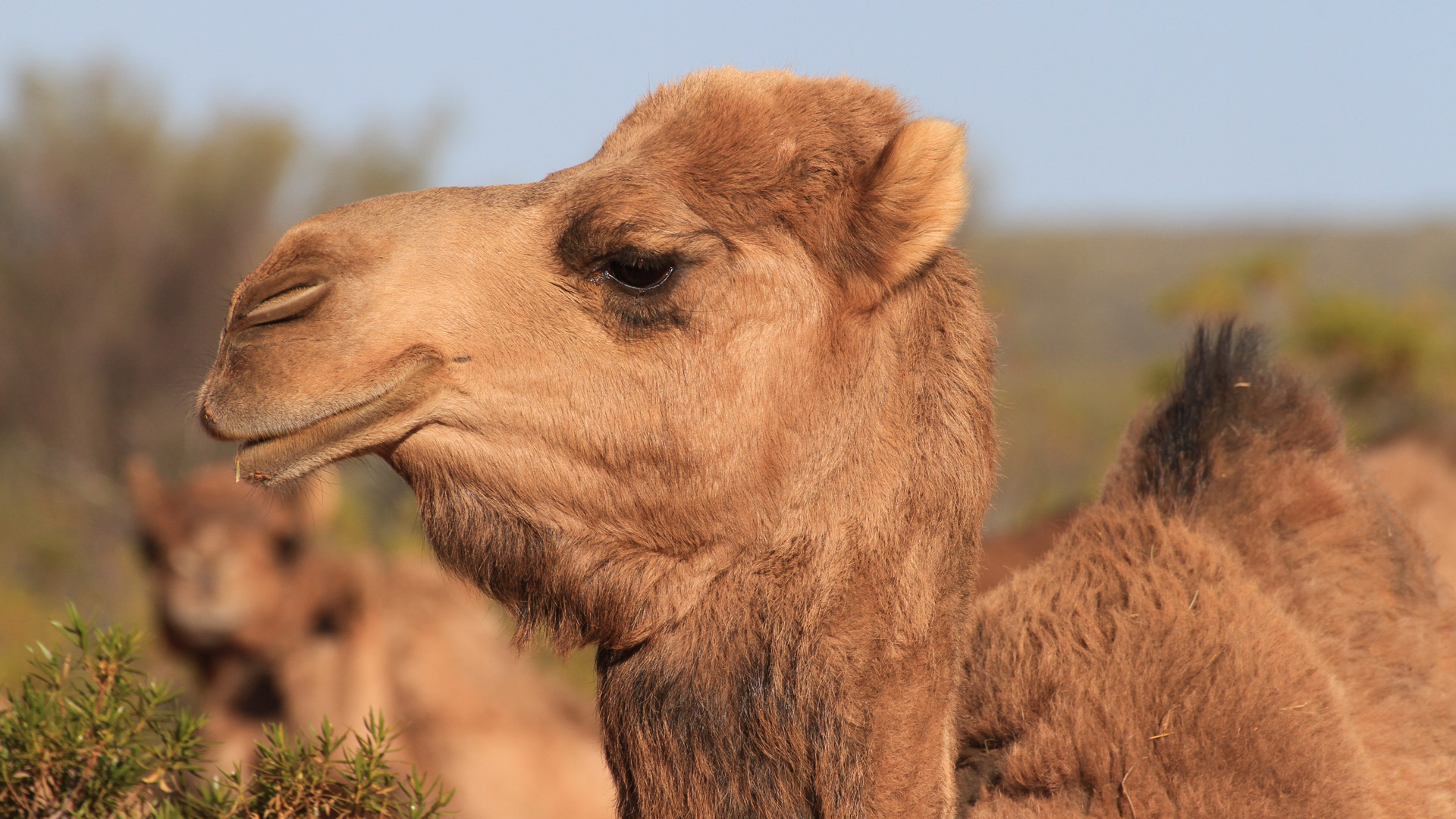 Tierwelt Live | Kamele bei Wie Lange Können Kamele Ohne Wasser Auskommen