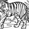 Tiger Ausmalbilder | Löwen Malvorlagen, Tiger Zeichnung bestimmt für Tiger Zum Ausmalen