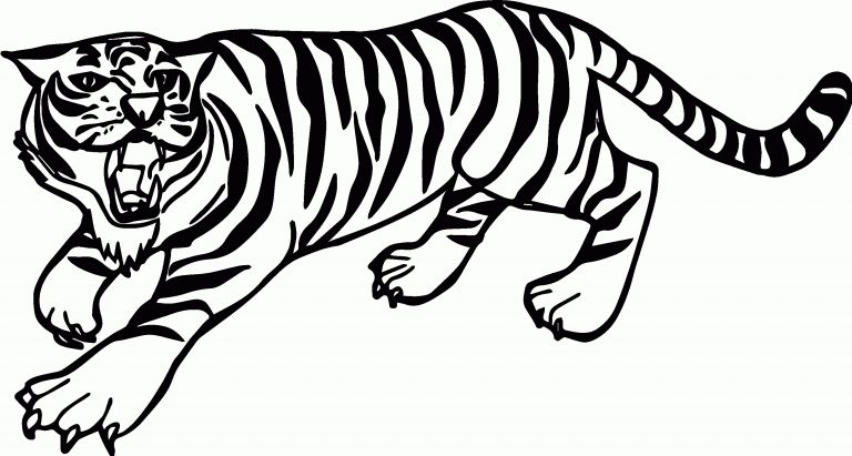 tiger ausmalbilder mit bildern  malvorlagen tiere