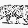 Tiger Malvorlagen Elegant Kostenlos Zum Ausdrucken bei Tiger Malvorlage