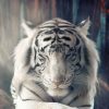 Tiger Wallpaper Full Hd » Hupages » Download Iphone verwandt mit Tierbilder Download
