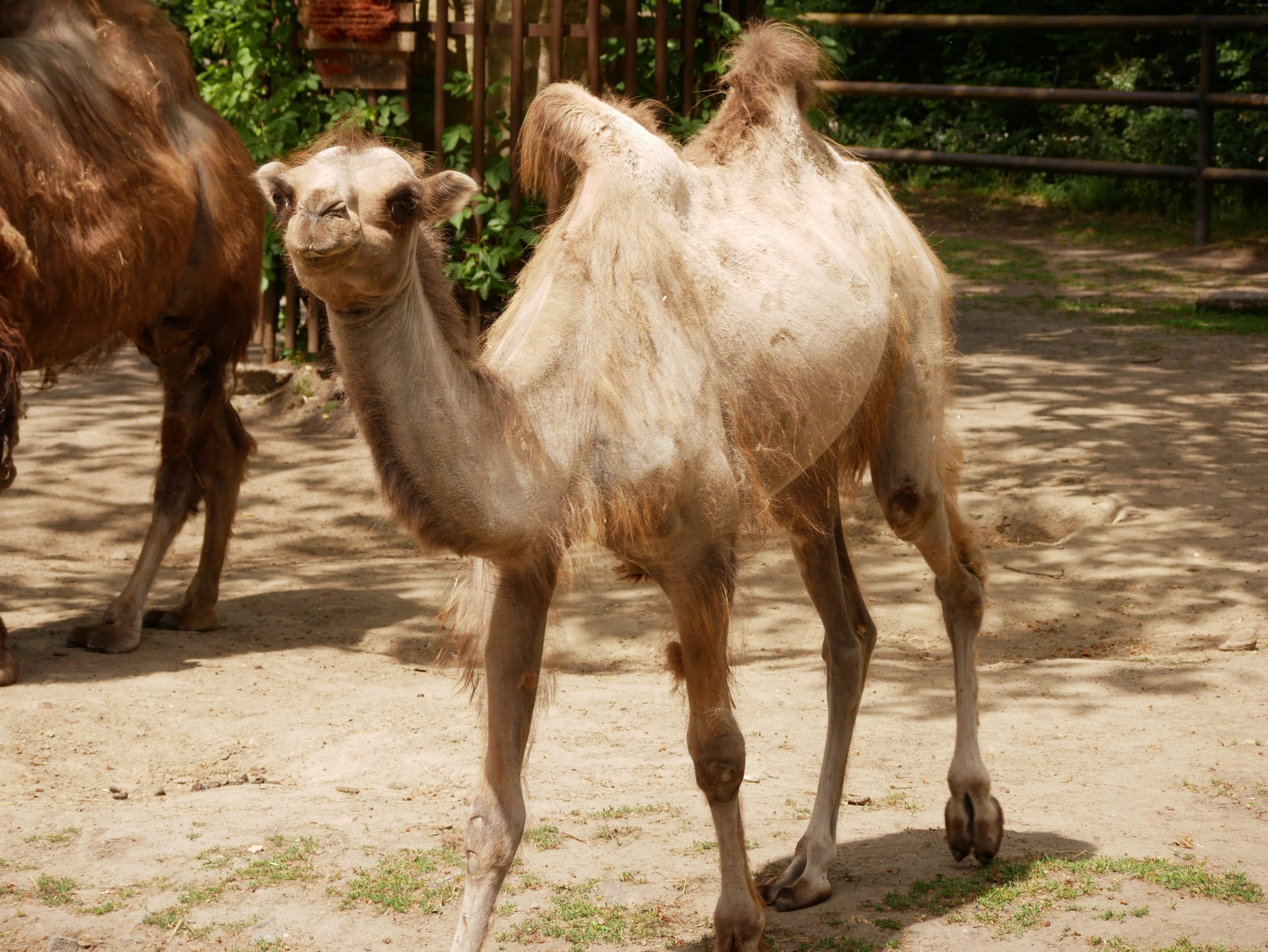 Trampeltier - Zoo Hoyerswerda in Wie Lange Können Kamele Ohne Wasser Auskommen