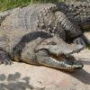 Traumdeutung Krokodil | Warum Krokodile Im Traum verwandt mit Warum Weinen Krokodile Beim Fressen