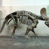 Triceratops – Wikipedia verwandt mit Dreihorn Dinosaurier