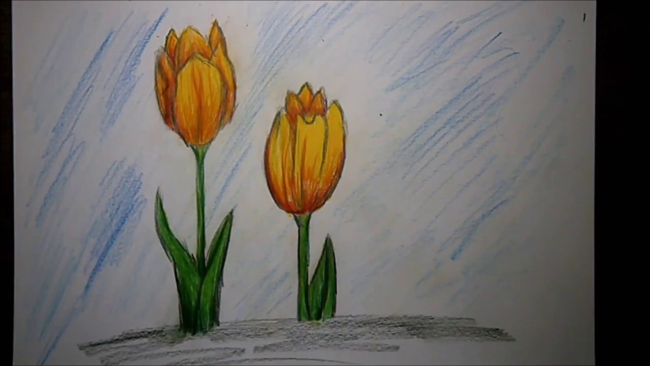 Tulpe Zeichnen Lernen ganzes Tulpe Zeichnen