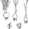 Tulpe Zeichnung - Google-Suche (Mit Bildern in Tulpe Zeichnen