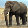 Unterschiede Zwischen Afrikanischen Und Asiatischen bei Unterschied Afrikanische Und Indische Elefanten