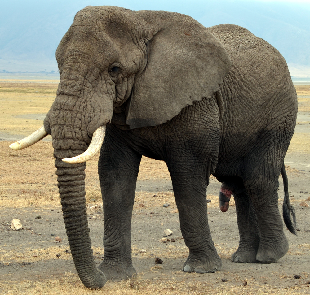 Unterschiede Zwischen Afrikanischen Und Asiatischen bei Unterschied Afrikanische Und Indische Elefanten
