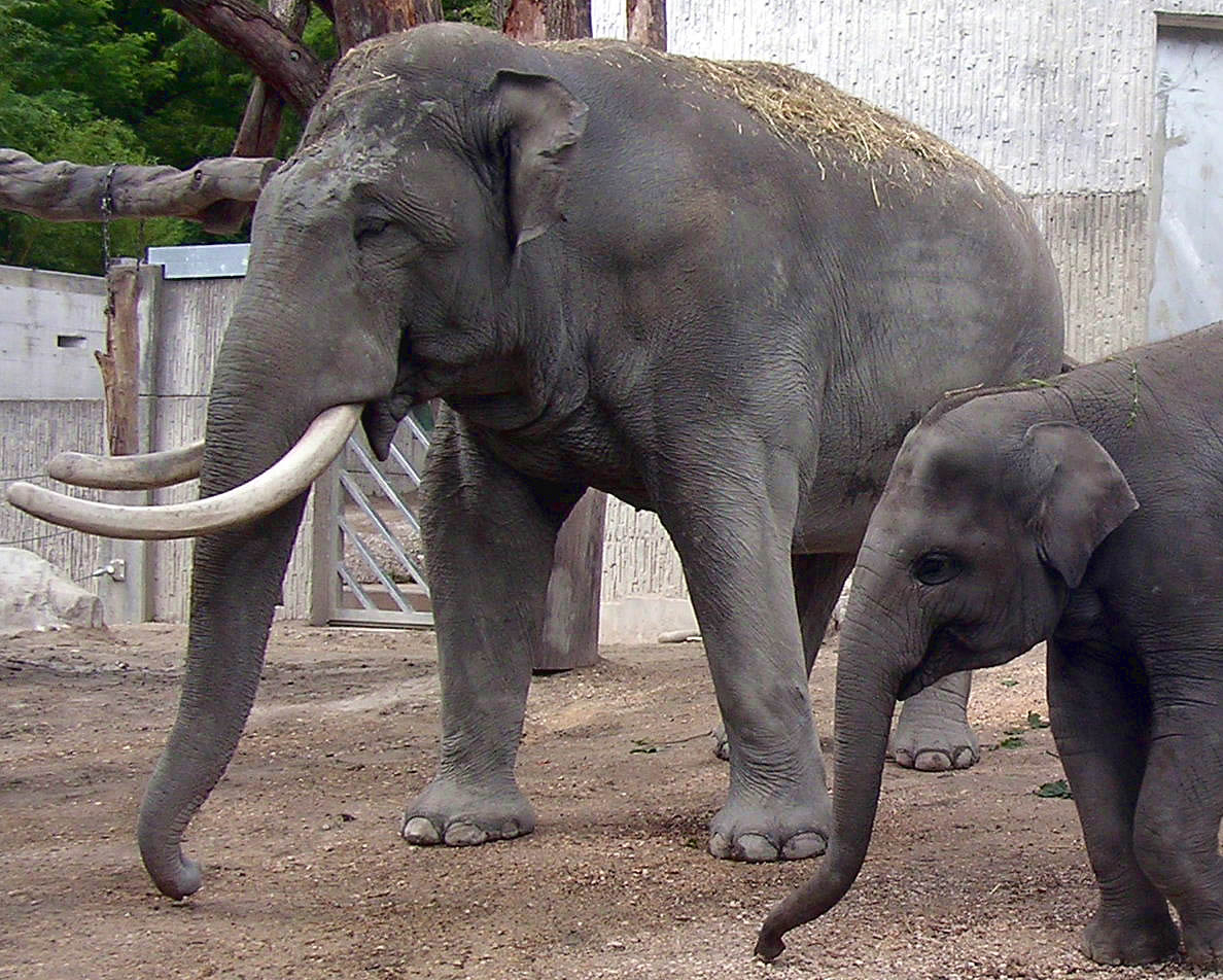 Unterschiede Zwischen Afrikanischen Und Asiatischen bestimmt für Unterschied Afrikanische Und Indische Elefanten