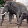 Unterschiede Zwischen Afrikanischen Und Asiatischen ganzes Indische Und Afrikanische Elefanten