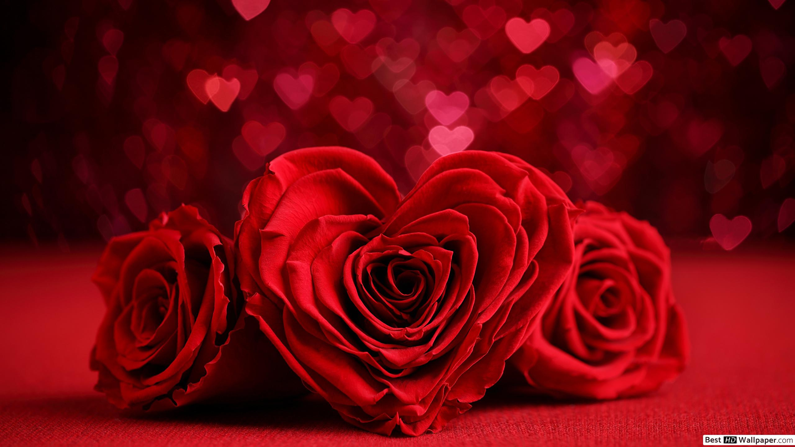 Valentinstag - Rotes Herz Rosen Close Up Hd in Bilder Von Herzen Und Rosen