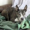 Verbotene Hunderassen: Im Zweifel Hilft Ein Dna-Test | Svz.de über Hunderasse Kreuzworträtsel