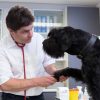 Vergiftungen Beim Hund - Tierarztpraxis Dr. Konrad ganzes Was Passiert Wenn Hunde Alkohol Trinken