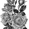 Vintage Roses Garden Catalogue Page And Clip Art ~ Free innen Rosenmotive Zum Ausdrucken