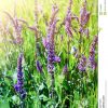 Violette Wiesenblume Stockbild. Bild Von Schönheit, Blau für Wiesenblume Violett