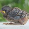 Vogel Aus Dem Nest Gefallen – Was Tun? | Wwf Blog bei Meise Aus Dem Nest Gefallen Was Tun