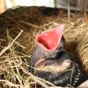 Vogel Aus Dem Nest Gefallen – Was Tun? | Wwf Blog in Meise Aus Dem Nest Gefallen Was Tun