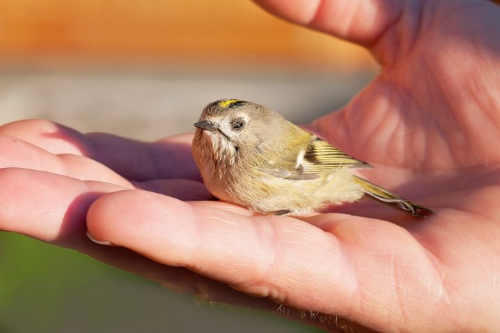 Vogel Aus Dem Nest Gefallen – Was Tun? | Wwf Blog in Meise Aus Dem Nest Gefallen Was Tun