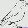 Vogel Skizze | Vogel Malvorlagen, Vogel Skizze, Malvorlagen verwandt mit Malvorlagen Vögel