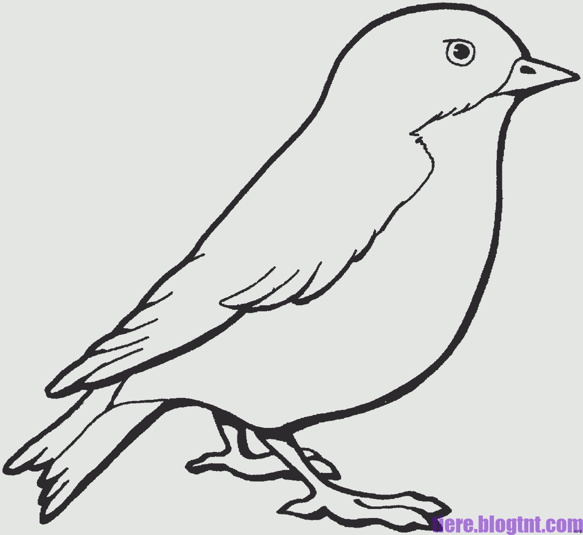 Vogel Skizze | Vogel Malvorlagen, Vogel Skizze, Malvorlagen verwandt mit Malvorlagen Vögel