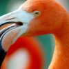 Vögel: Warum Flamingos Auf Einem Bein Stehen - Welt bestimmt für Warum Stehen Flamingos Auf Einem Bein