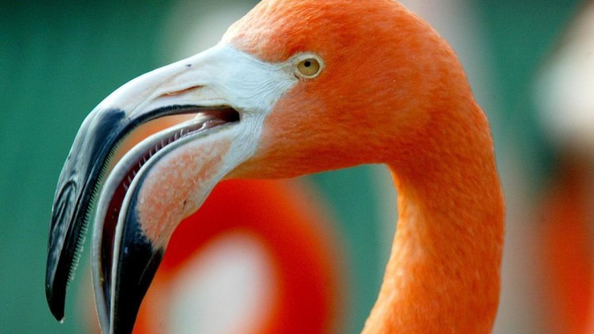 Vögel: Warum Flamingos Auf Einem Bein Stehen - Welt bestimmt für Warum Stehen Flamingos Auf Einem Bein
