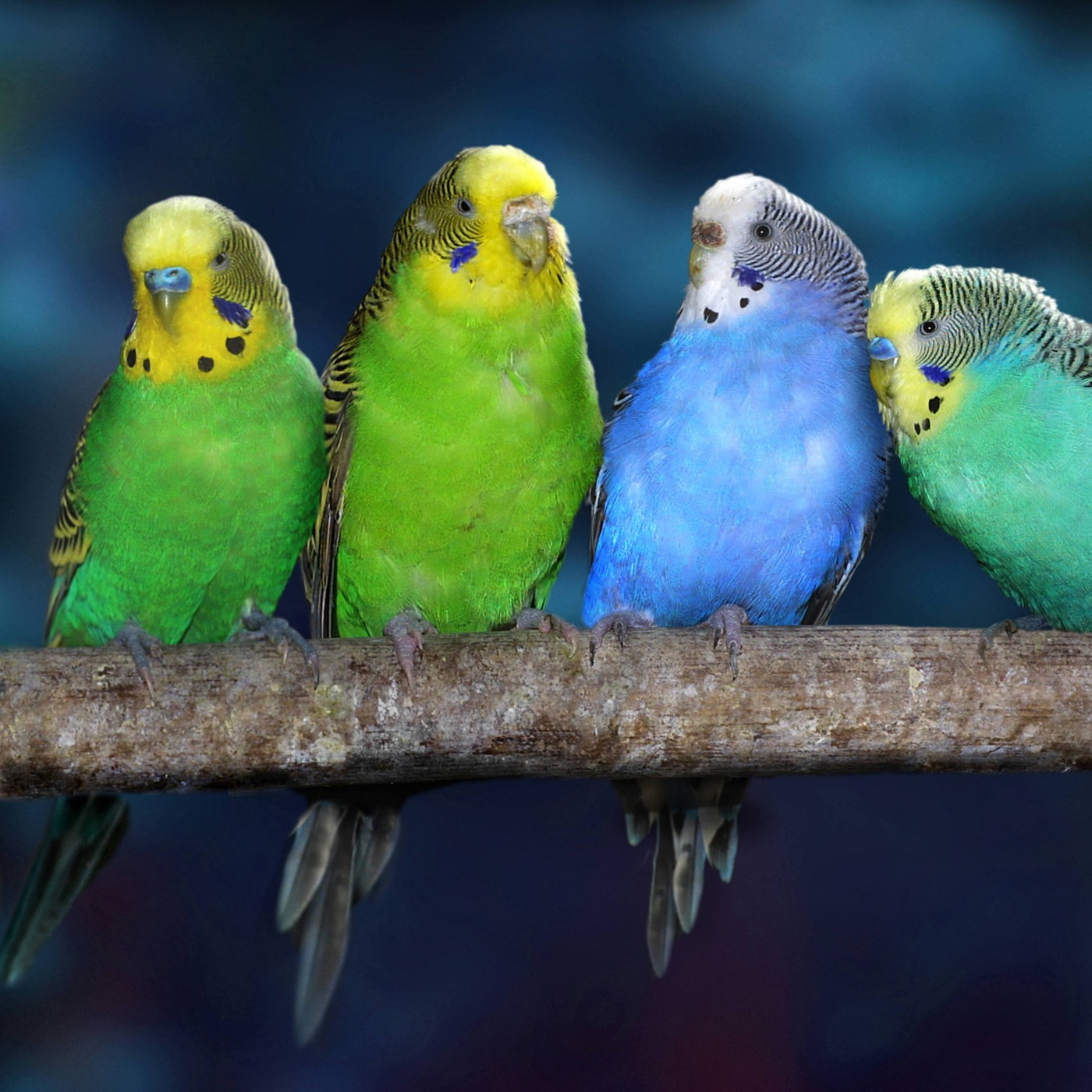 Vögel: Wellensittiche - Voegel - Natur - Planet Wissen für Wellensittich Bilder Zum Ausdrucken