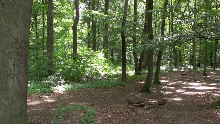 Wald Bilder Aufnehmen - Foto-Tricks über Bilder Vom Wald Zum Ausdrucken