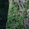 Waldbilder Wald - Kostenlose Freie Bilder Download | Titania mit Bilder Vom Wald Zum Ausdrucken