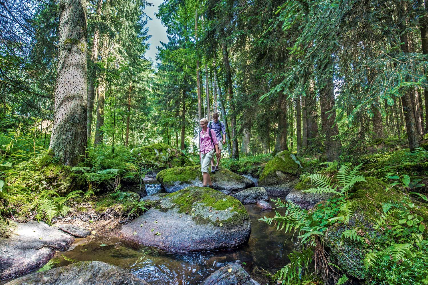 Wandermagazin - Das Natur-Navi Im Oberpfälzer Wald mit Bilder Vom Wald Zum Ausdrucken