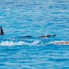 Warnung Vor Dem Schwimmen Mit Delfinen Im Roten Meer! - Grd bestimmt für Warum Heißt Das Rote Meer Rotes Meer