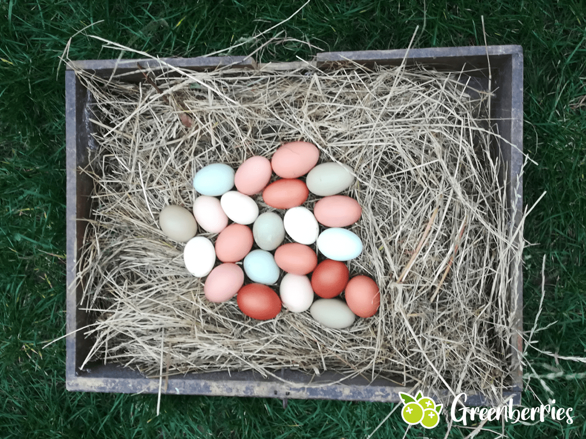 Warum Braune Und Weiße Eier | Alltagsfrage: Warum Gibt Es bestimmt für Unterschied Weisse Und Braune Hühnereier