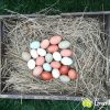 Warum Braune Und Weiße Eier | Alltagsfrage: Warum Gibt Es innen Warum Gibt Es Braune Und Weiße Hühnereier