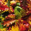 Warum Der Herbst So Schön Bunt Ist - Quarks - Umwelt verwandt mit Warum Werden Blätter Im Herbst Bunt