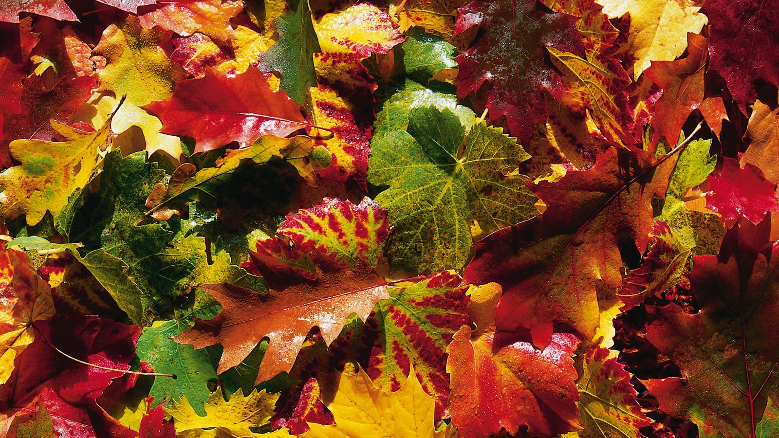 Warum Der Herbst So Schön Bunt Ist - Quarks - Umwelt verwandt mit Warum Werden Blätter Im Herbst Bunt