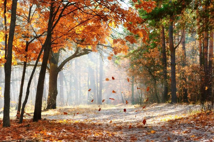 Warum Fallen Im Herbst Die Blätter Von Den Bäumen? über Warum Fallen Im Herbst Die Blätter Von Den Bäumen